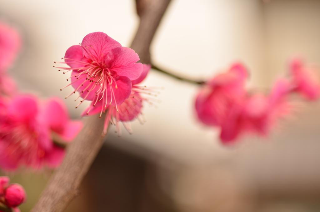 Biwako House Villa Otsu Eksteriør billede
